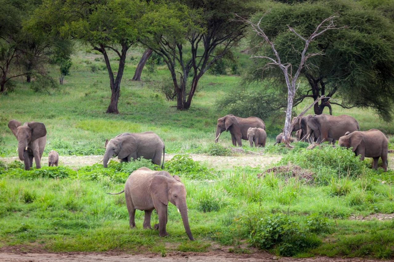 Baobab Tented Camp Kwa Kuchinia Eksteriør bilde