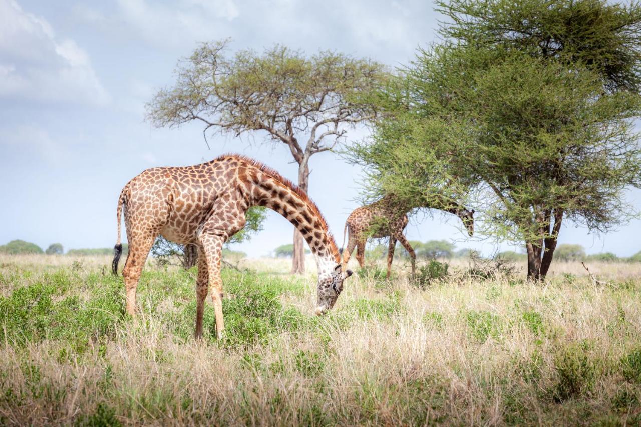 Baobab Tented Camp Kwa Kuchinia Eksteriør bilde